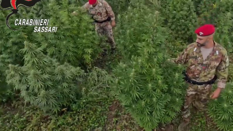 Blitz antidroga in Sardegna, 21 misure cautelari