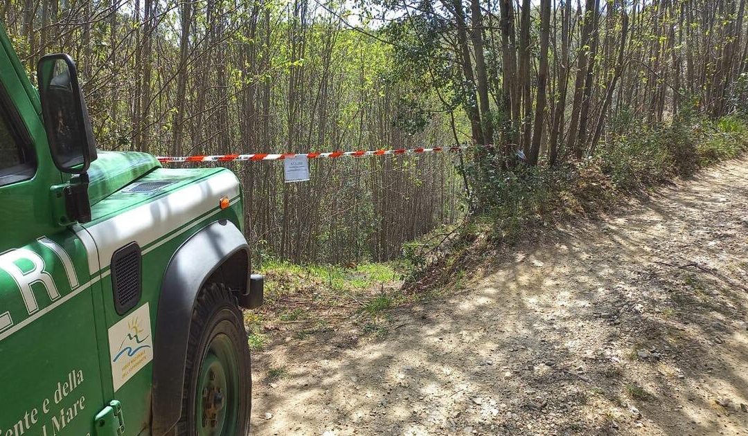Tagli boschivi illegali: 8 denunce tra Oppido Mamertina e Bagaladi