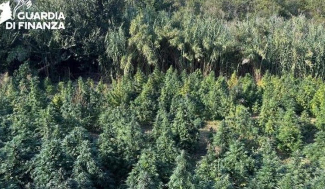 Tarsia, scoperta maxi piantagione di marijuana