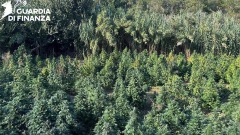 Tarsia, scoperta maxi piantagione di marijuana nascosta nel bosco