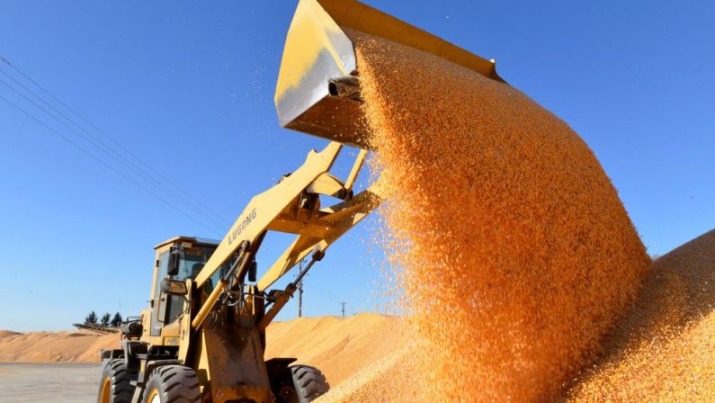 Cina, boom nella produzione di cereali nel 2025