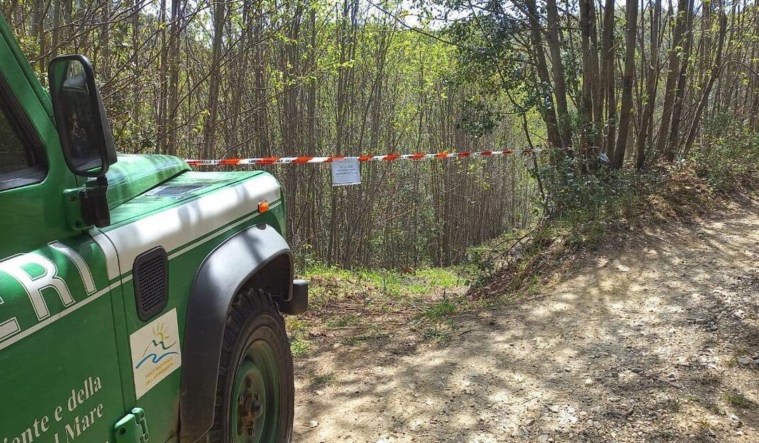Bagaladi, sanzioni per 5.800 euro contro i tagli boschivi irregolari