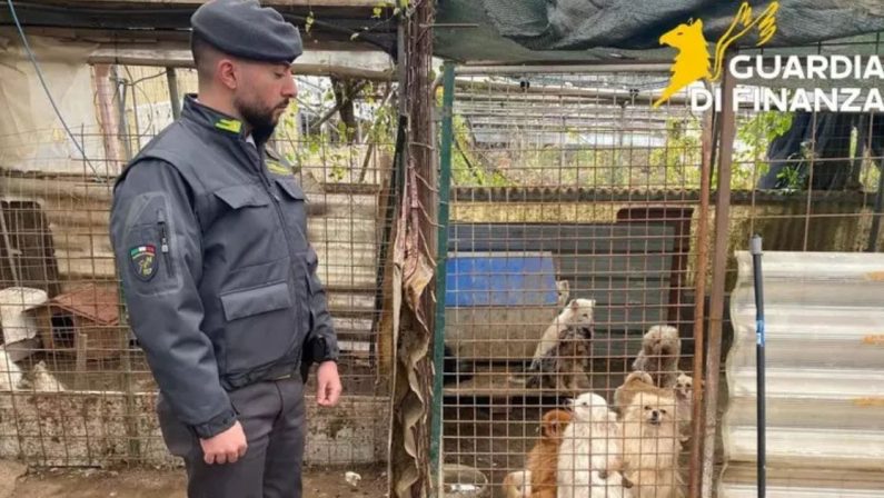 Ercolano, scoperto lager di cani di razza
