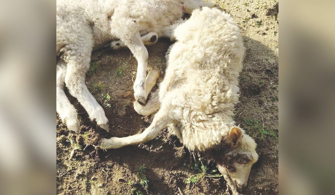 Due pecore probabilmente uccise da un branco di lupi