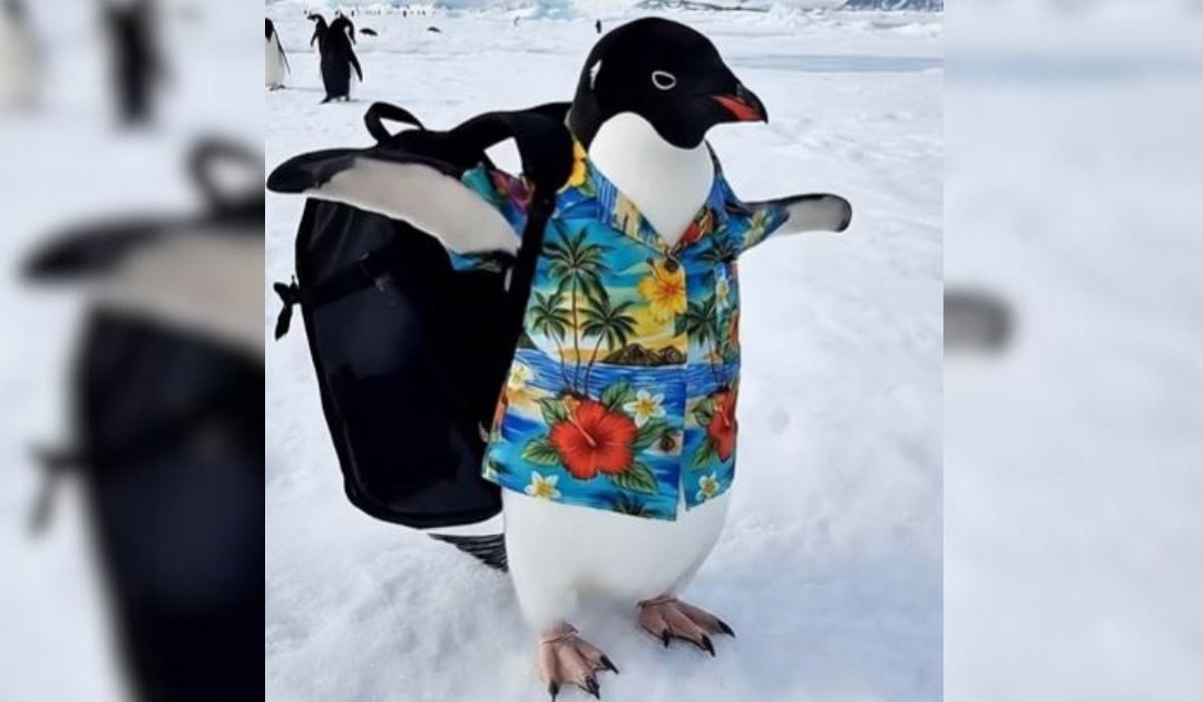 Il pinguino 'nichilista' nella versione di Occhiuto