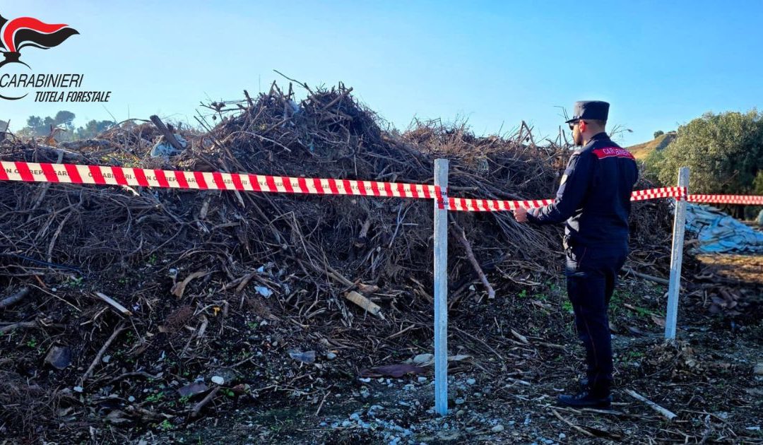 L'operazione di sequestro dei carabinieri forestale