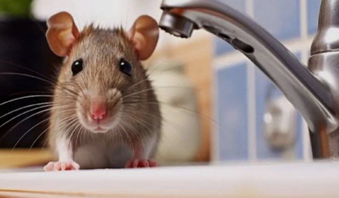 Soriano: cittadini senz’acqua, topi nelle scuole e bollette salate