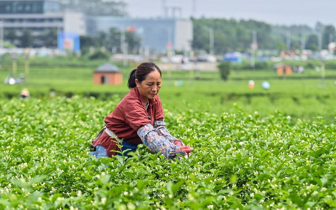 Cina, obiettivo industria del tè da 1.500 mld di yuan entro il 2030