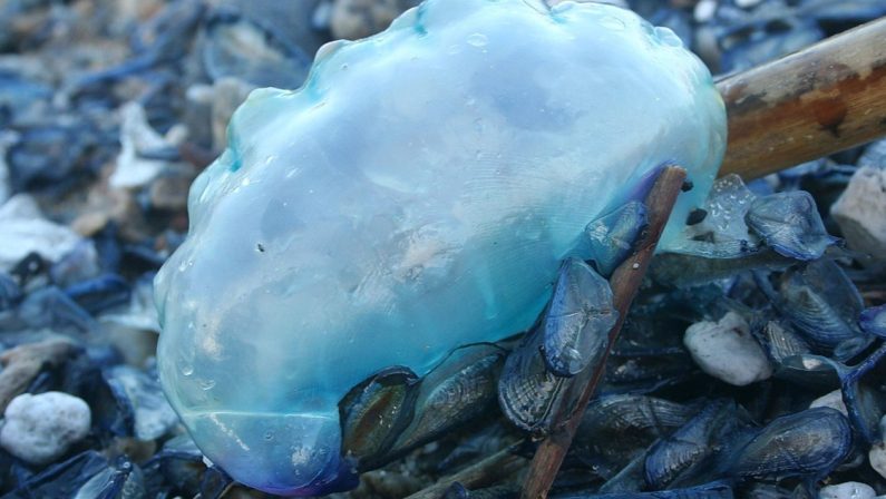 Avvistata la Caravella portoghese nello Stretto di Messina