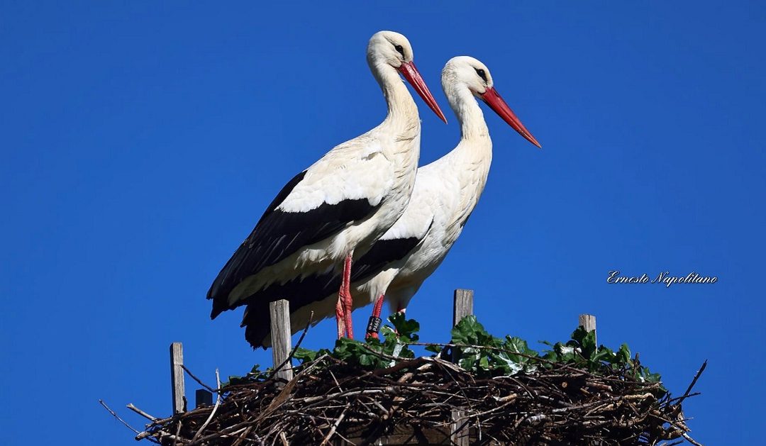 Le cicogne nel nido di Roggiano Gravina (foto di Ernesto Napolitano)