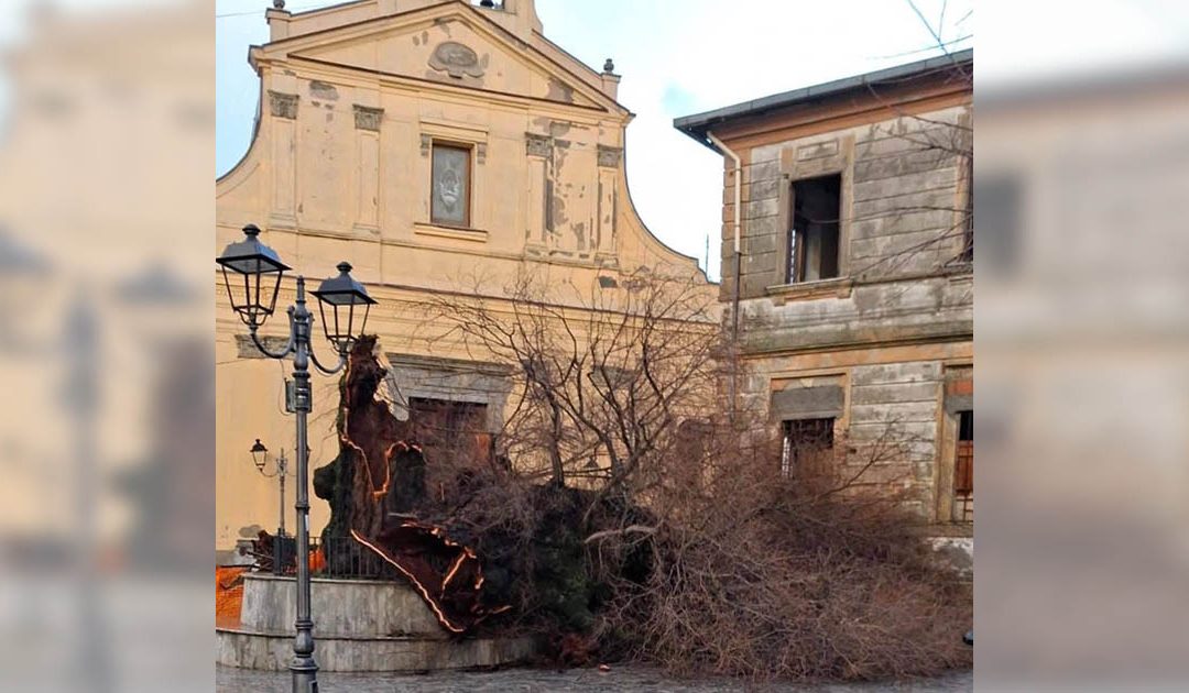 L’Olmo di San Lorenzo continuerà a vivere nel MArRc di Reggio