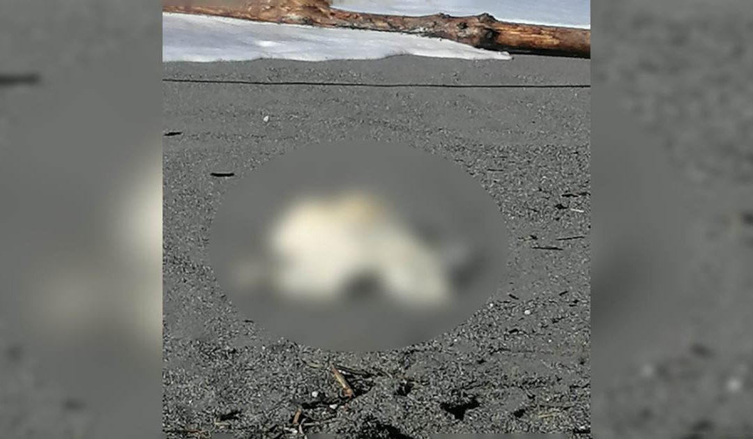 Il corpo ritrovato in spiaggia