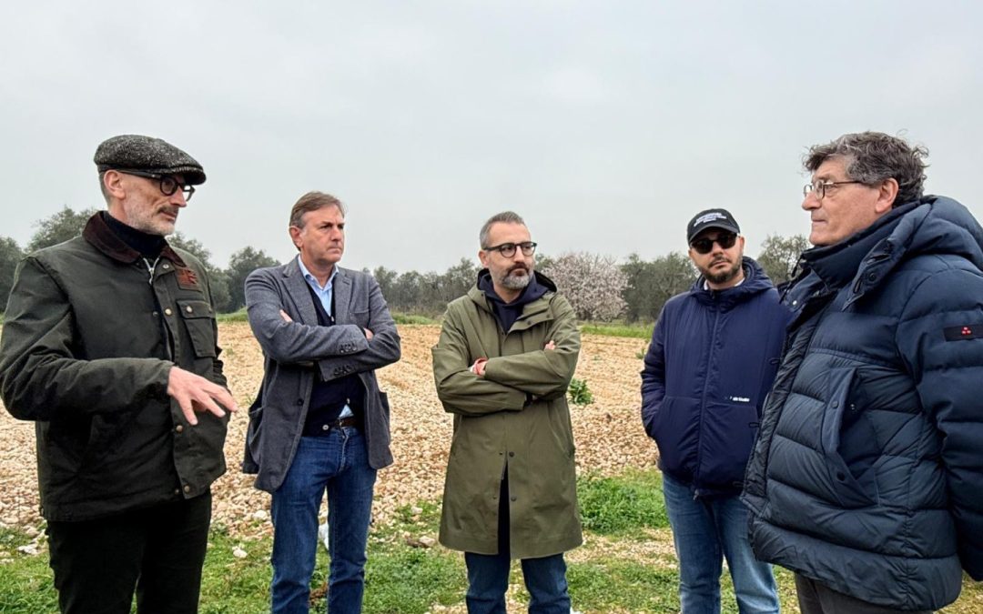 Xylella, chiuso il monitoraggio 2026 area Triggiano. Paolicelli: “Nessuna espansione”