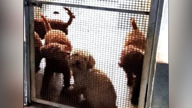 Scoperto nel Napoletano un canile lager con 26 barboncini toy