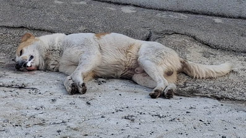 Cane avvelenato a Rombiolo: indignazione degli abitanti