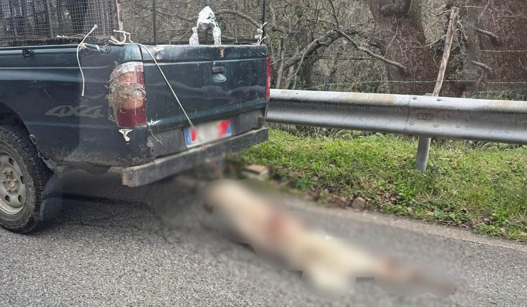 Longobucco, cane morto e trascinato da un’auto con un cappio al collo