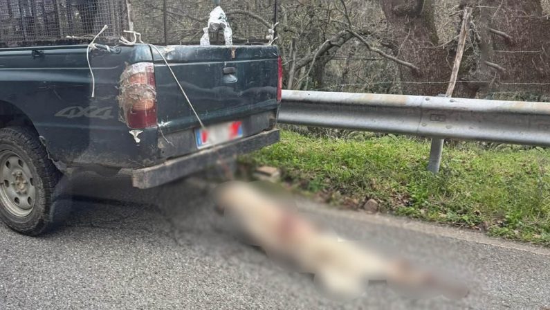 Longobucco, cane morto e trascinato da un’auto con un cappio al collo