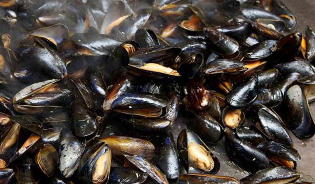 Alcune cozze