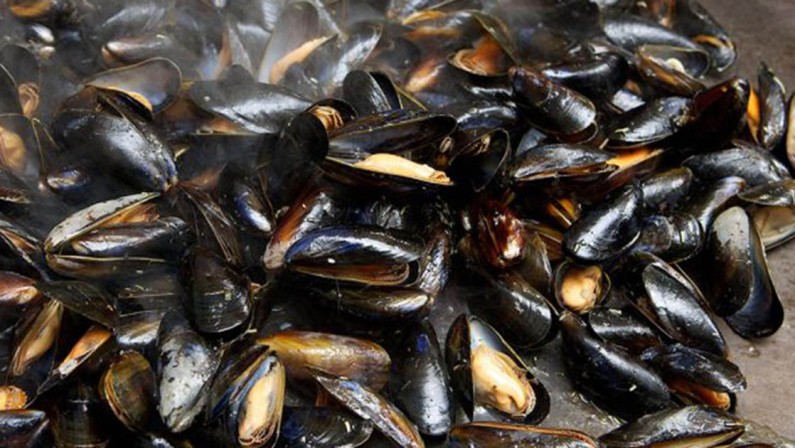 Cozze dalla Grecia a Taranto, rischi per i mercati di Calabria, Campania e Puglia