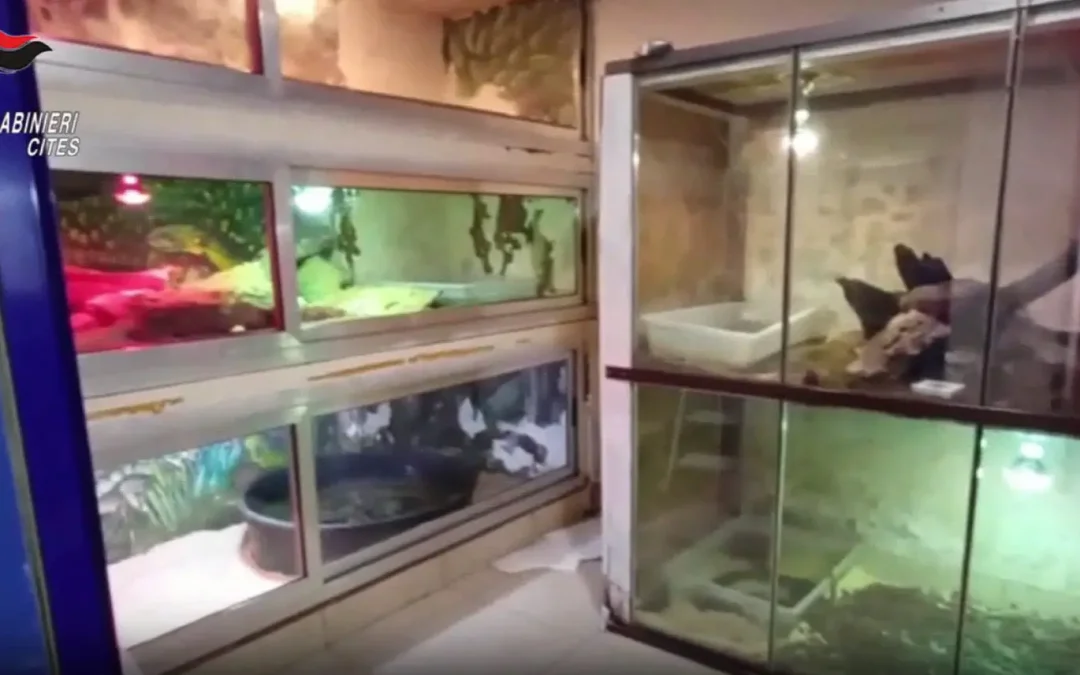 Scoperta shock di rettili pericolosi nel Barese, sequestrato anche un caimano – Video