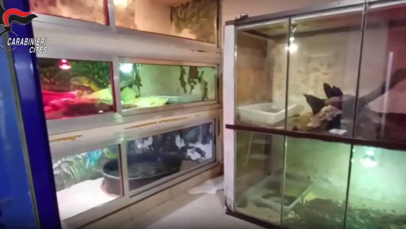 Scoperta shock di rettili pericolosi nel Barese, sequestrato anche un caimano – Video