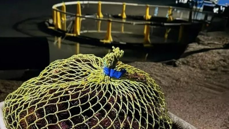 Sequestrati 3mila ricci di mare nelle acque del Foggiano