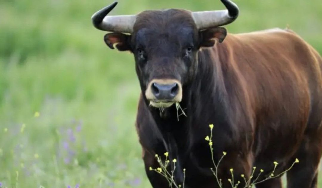 Filiano, caricato e ucciso dal suo toro