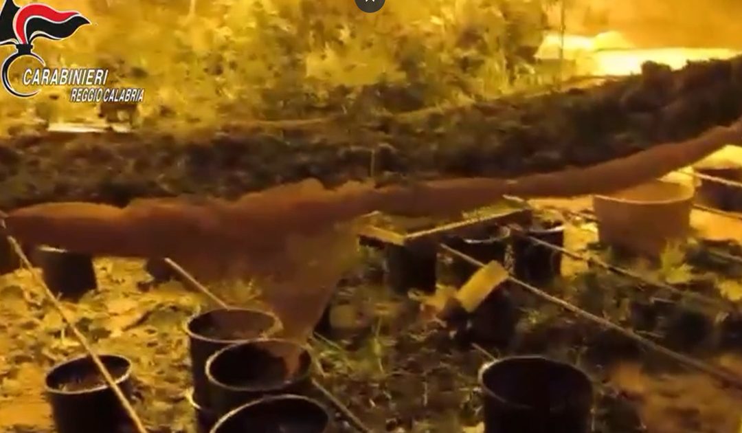 Platì, scoperto un bunker con serra hi-tech per la marijuana: 4 arresti