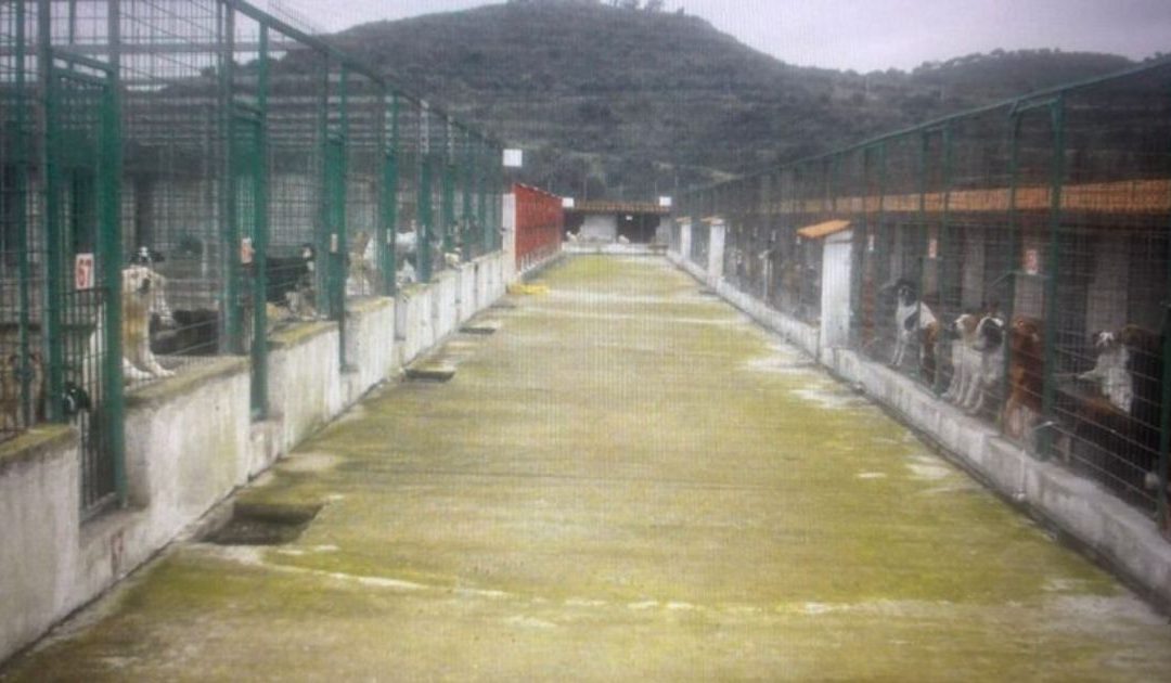 Canile Dog Center di Sant’Ilario, Cassazione annulla assoluzioni