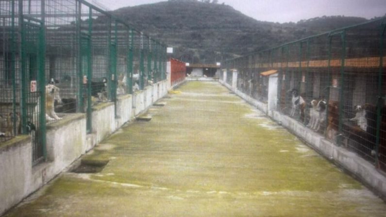 Canile Dog Center di Sant’Ilario, Cassazione annulla assoluzioni
