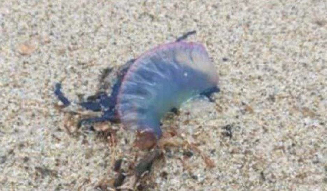 La "Caravella portoghese" rinvenuta sulla spiaggia di Vibo Marina