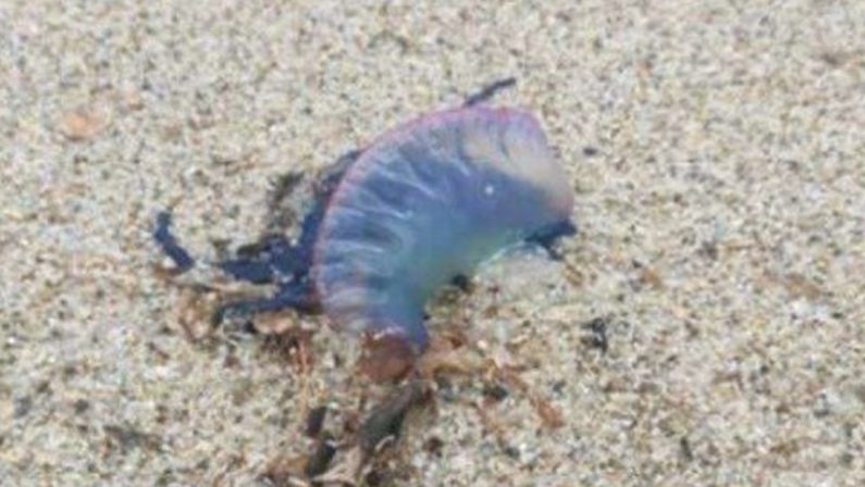 Allerta a Vibo Marina: rinvenuta una "Caravella portoghese"