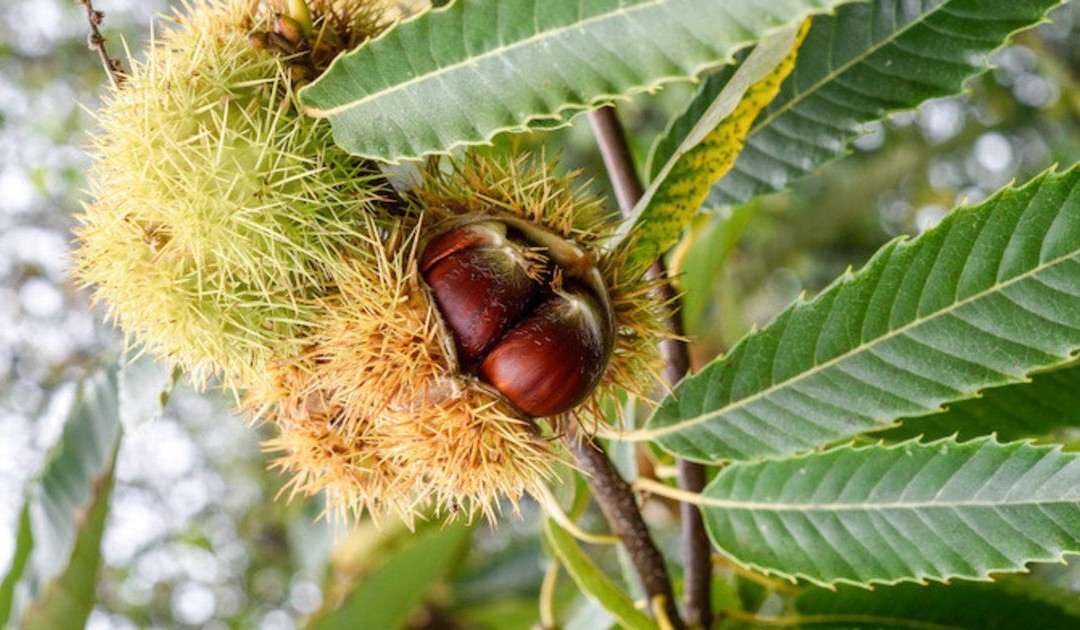 Castanicoltura: il castagno “capitale naturale” che può salvare le aree interne