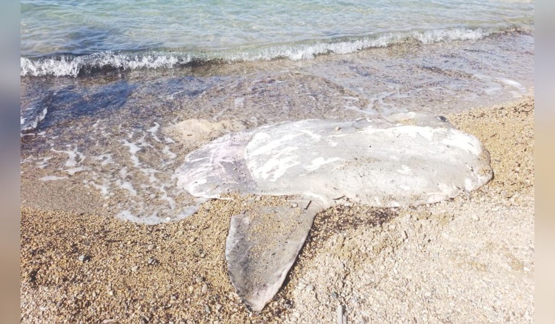La carcassa di Pesce Luna ritrovata a Crotone