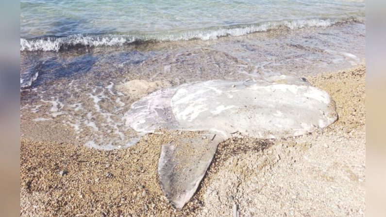 Crotone, ritrovata la carcassa di un Pesce Luna