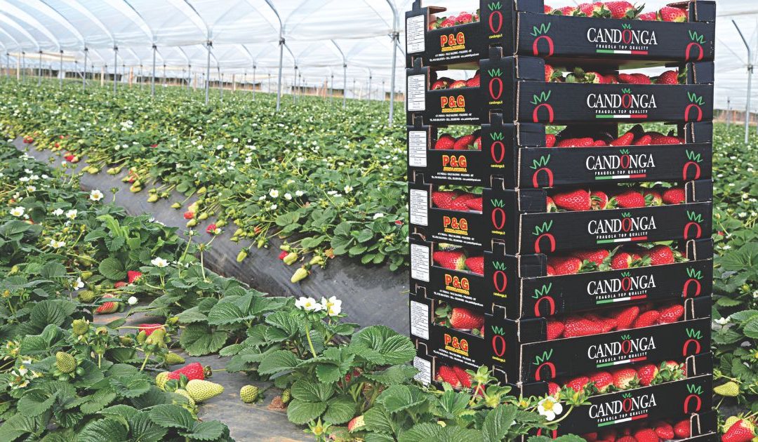 Fragole prodotte nel metapontino