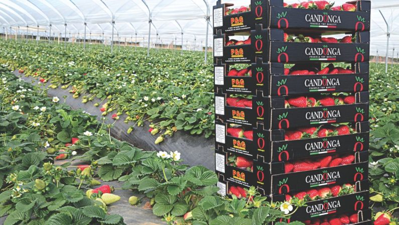 Policoro, torna Fragola Expo