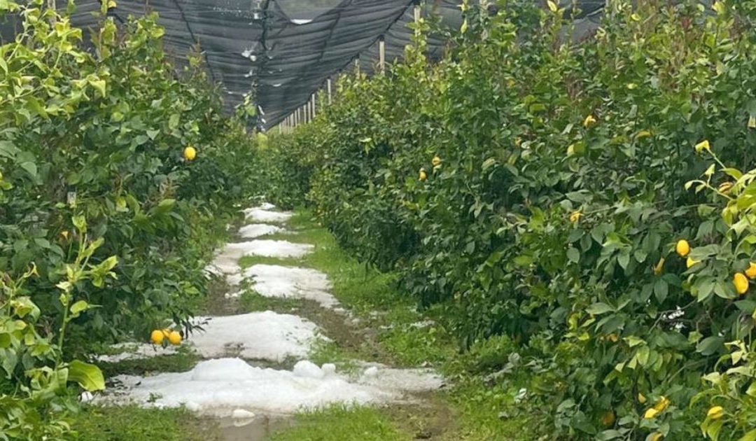 Piantagione di limone di Rocca Imperiale IGP dopo il maltempo