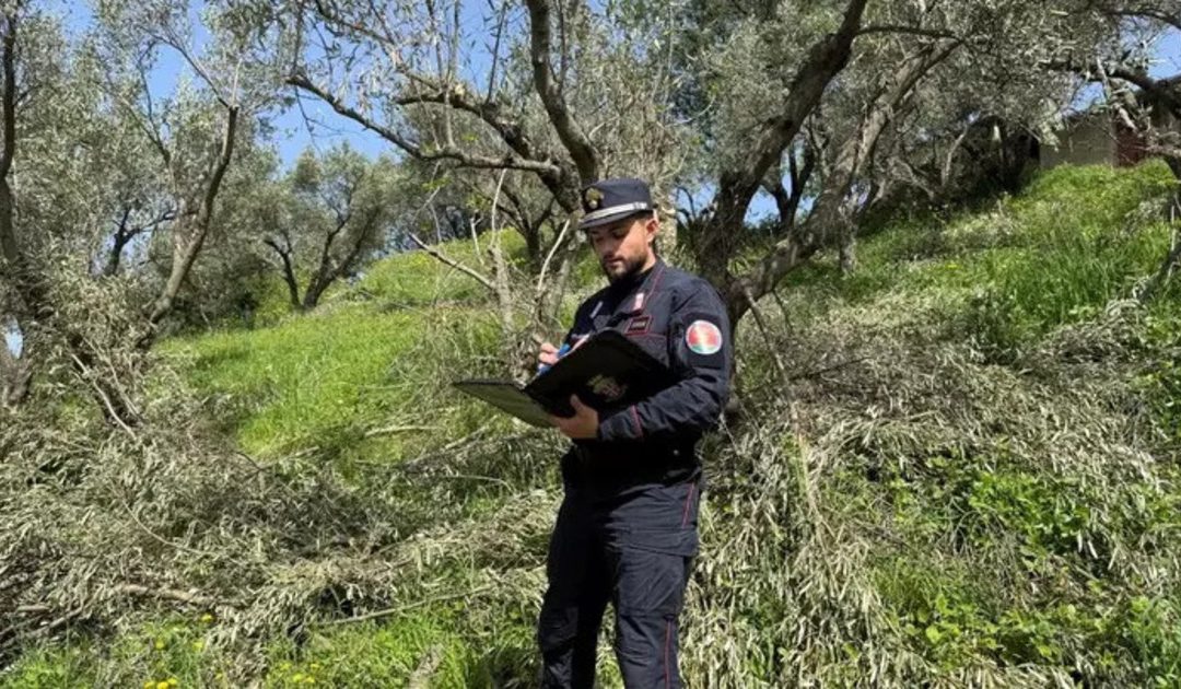 Squillace, abbattute 280 piante di ulivo senza permessi: Multe per 215mila euro