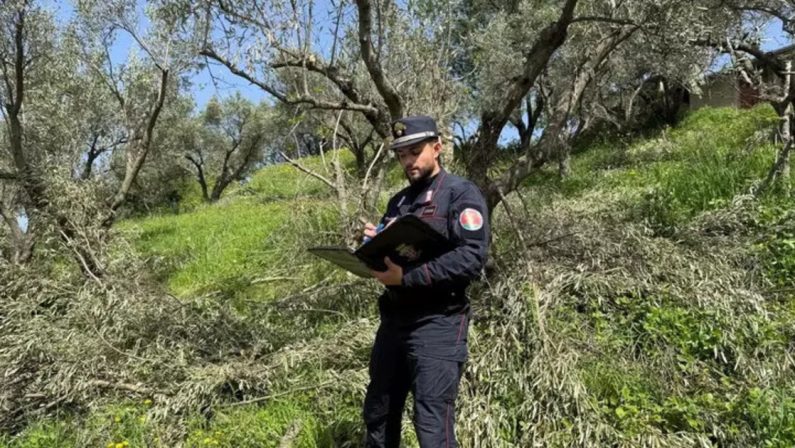 Squillace, abbattute 280 piante di ulivo senza permessi: Multe per 215mila euro
