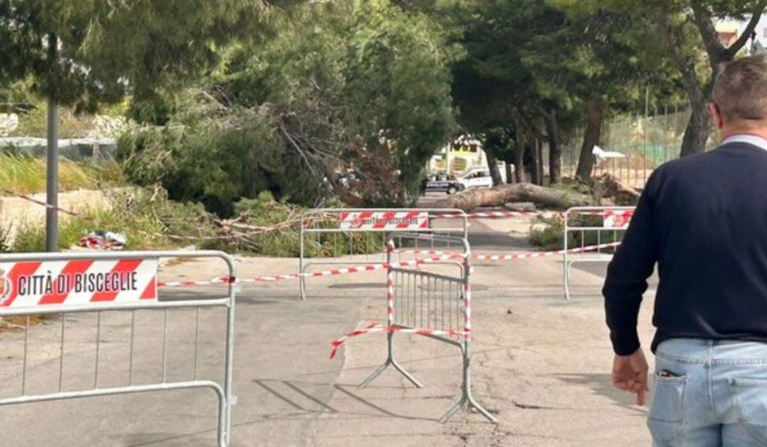 Vento in Puglia, alberi e pali sradicati: morti una 12enne e un operaio
