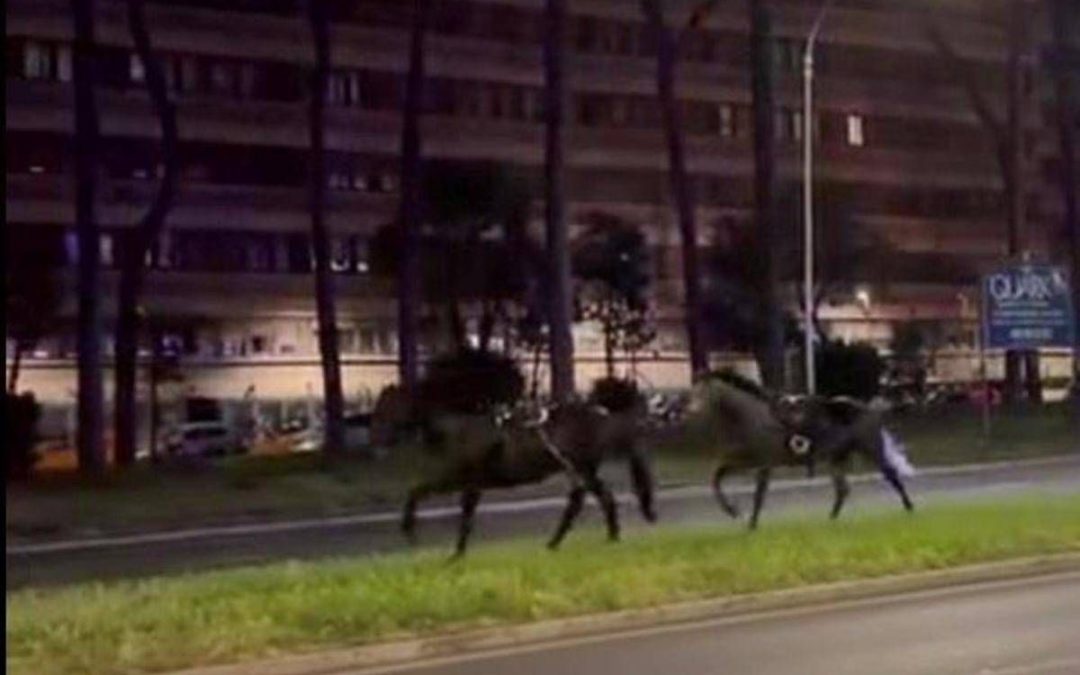 Cavalli in fuga a Roma, 4 vigili urbani fuori dalla parata del 2 giugno