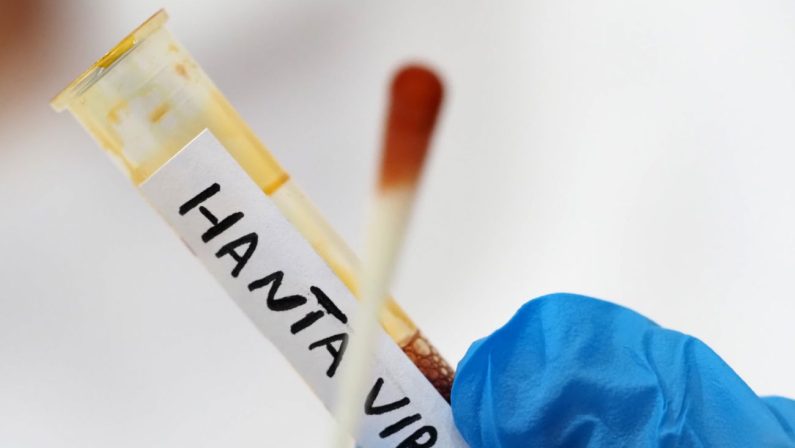 Hantavirus, il Ministero della Salute conferma: “Non risultano casi registrati in Italia”