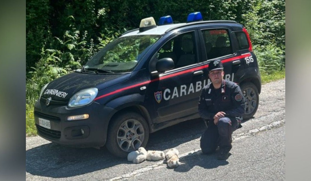 I cuccioli salvati