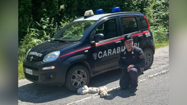 San Giorgio Morgeto, salvati cinque cuccioli abbandonati in una scarpata