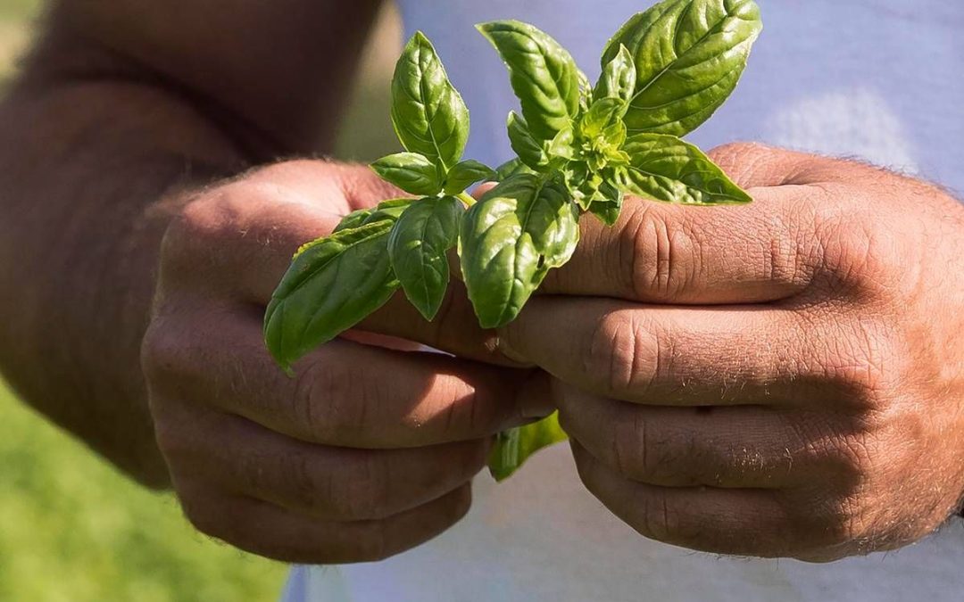 Barilla, nel Rapporto di Sostenibilità le ‘storie’ di un impegno a favore di ambiente e comunità