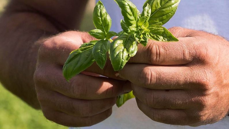 Barilla, nel Rapporto di Sostenibilità le ‘storie’ di un impegno a favore di ambiente e comunità