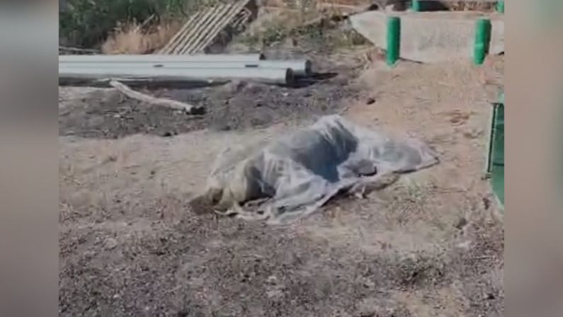 San Giovanni in Fiore, cane morto, sospetto avvelenamento