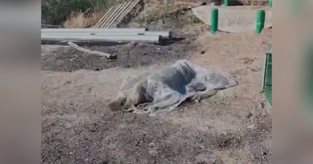 https://www.quotidianodelsud.it/wp-content/uploads/2026/06/carcassa-di-cane-san-giovanni-in-fiore.jpg