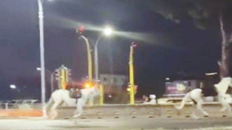 Roma, cavalli impazziti per i botti, ferita anche una giovane lanciera calabrese